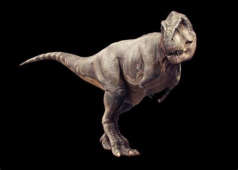 Dinosaurs World: Tiranossauro rex: Fatos sobre o rei dos ...