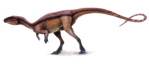 DINOSSAUROS WORLD: Tipos de dinossauros