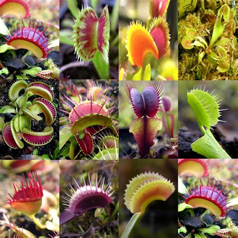 Dionaea Muscipula  venus Atrapamoscas Mix    $ 5.000 en ...