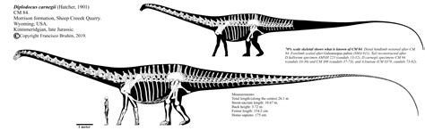 Diplodocus carnegii CM 84 skeletal diagram by Franoys on DeviantArt