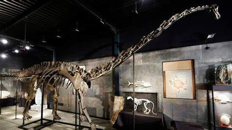 Diplodocus Dinosaur Bones Sell For £400,000 | UK News | Sky News
