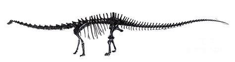 Diplodocus Dinosaur, Fossil Skeleton Photograph by Natural History ...