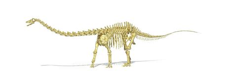 Diplodocus Dinosaur Skeleton Photograph by Leonello Calvetti/science ...