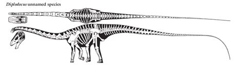 Diplodocus #dinosaurpics Diplodocus | Dinosaur pictures, Diplodocus ...