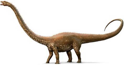 Diplodocus | Diplodocus Facts | DK Find Out