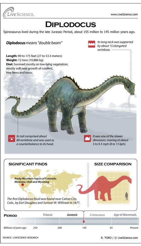 Diplodocus: Facts About the Longest Dinosaur | Classroom ...