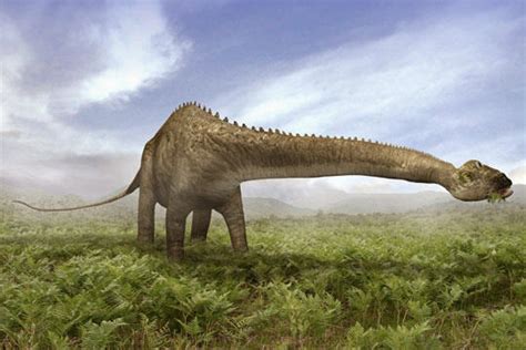 Diplodocus   Fotos, Hechos y Historia | Dinosaurios