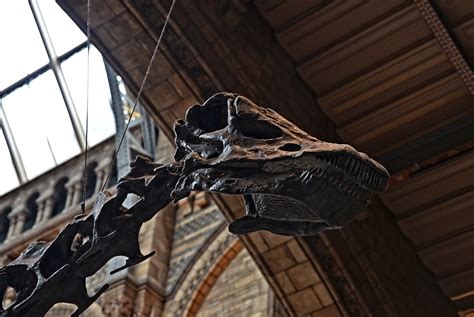 Diplodocus | Gigantic dinosaur skeleton in the Central Hall … | Flickr