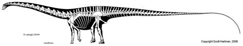 Diplodocus, Prehistoric creatures, Skeletal