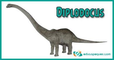 Diplodocus ¿Sabes cuánto mide un cuello largo? | Educapeques