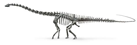 Diplodocus Skeleton | Diplodocus Bones | DK Find Out