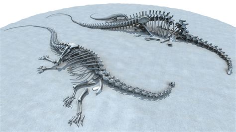 Diplodocus skeleton model   TurboSquid 1299043
