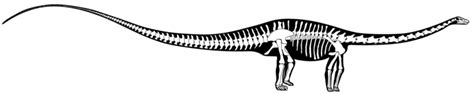 diplodocus_skeleton   Talk Genesis