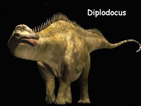 Diplodocus   Wiki Prehistoripedia