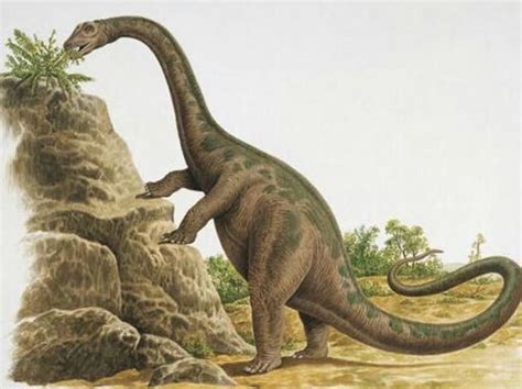 Diplodocus | Wiki | •Amino Prehistoria• Amino