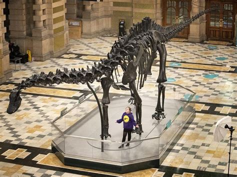 Dippy the dinosaur goes on display in Scotland | Express & Star