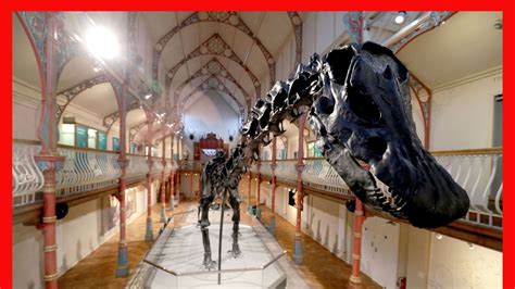 Dippy the Diplodocus skeleton is touring the UK | Science & Tech News ...