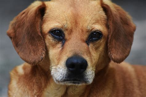 Direitos dos animais domésticos   Guia Brasil Pets