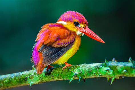 Discover the World s Most Beautiful Exotic Birds ...