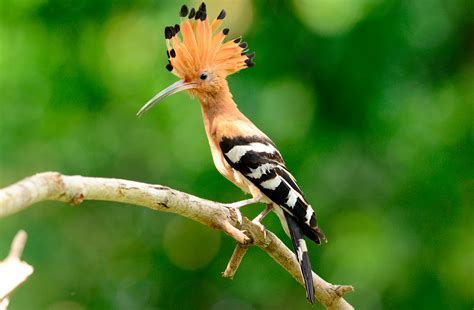 Discover the World s Most Beautiful Exotic Birds ...