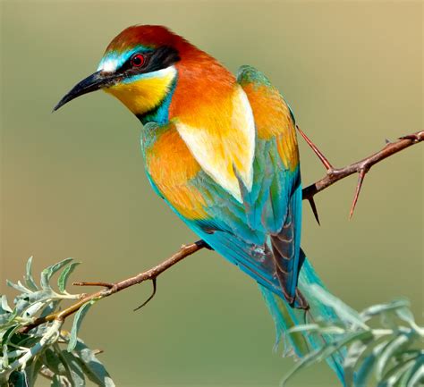 Discover the World s Most Beautiful Exotic Birds  ...