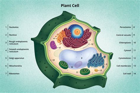 Discovery and Structure of Cells | Biology | Visionlearning