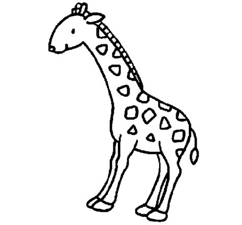 Disegno di Giraffa 2 da Colorare   Acolore.com