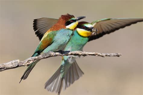 DISFRUTANDO DEL CAMPO: Otro pájaro de colores: El Abejaruco