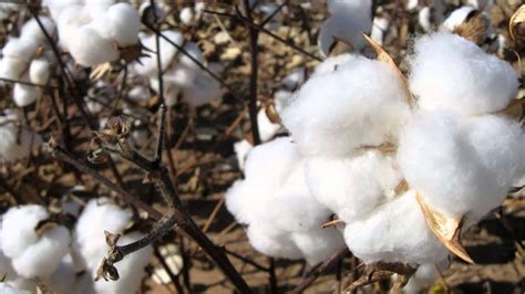 Disponen la fiscalización para los usuarios de la semilla del algodón