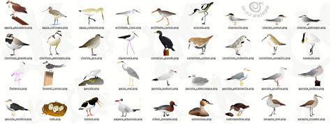 Distintas aves para que observen | Birds