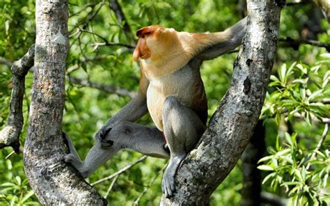 Distribución y Hábitat de los Monos | Información y ...