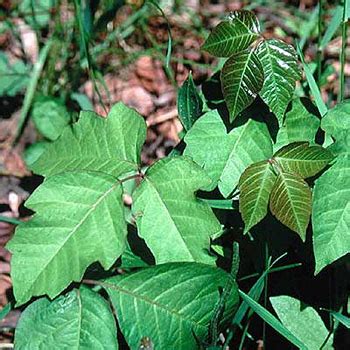 DiurnaLearn: How to identify poison ivy