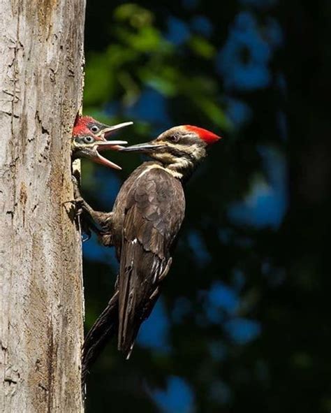 Diversas especies de pájaros carpinteros picotean para hacer nidos ...