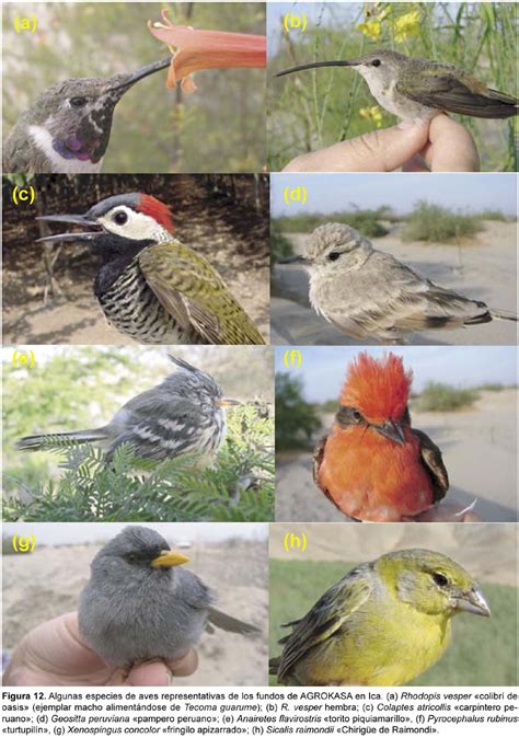 Diversidad, abundancia y conservación de aves en un ...