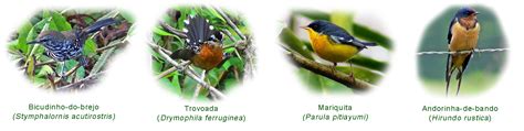 Diversidade Alimentar das Aves « Ornithos Escola