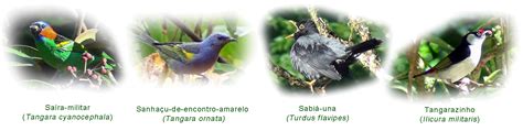 Diversidade Alimentar das Aves « Ornithos Escola