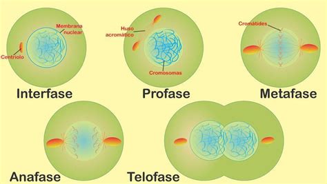 División celular: definición y las 5 fases de la mitosis