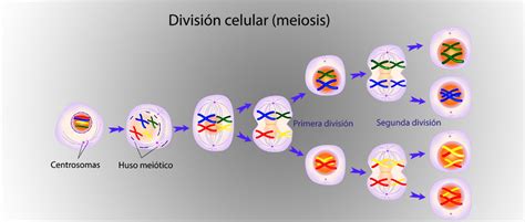 División celular denominada meiosis