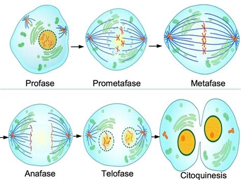 División celular I Mitosis
