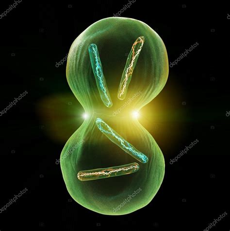 División celular Mitosis: fotografía de stock  Giovanni_Cancemi ...