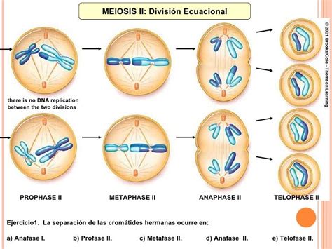 DivisióN Celular  Mitosis, Meiosis  Control Industrial 2009