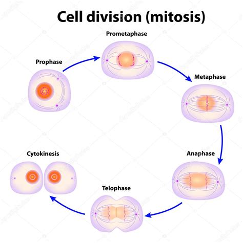 División celular. mitosis — Archivo Imágenes Vectoriales ...