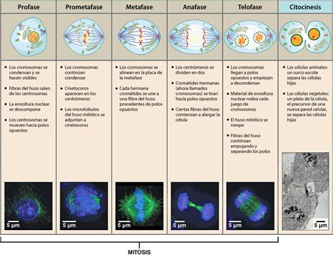 División Celular   Mitosis y Meiosis | Ask A Biologist