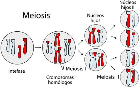División celular ¿Qué es la meiosis? ¿Qué es la mitosis?