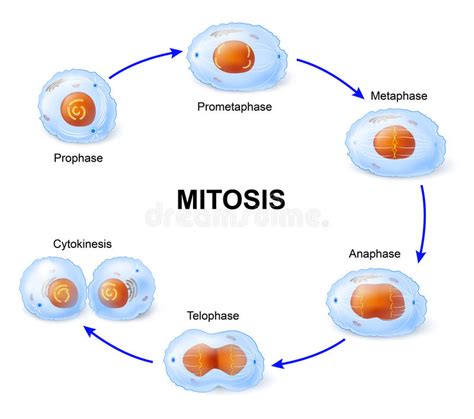 División de célula mitosis ilustración del vector. Ilustración de ...