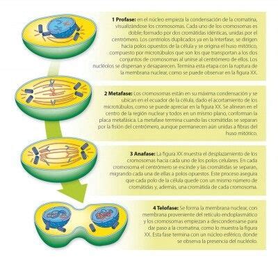 División de una célula | Enseñanza biología, Biología, Mitosis