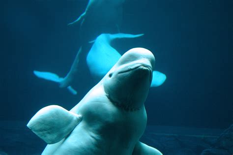 Do beluga whales give themselves names? On Biology
