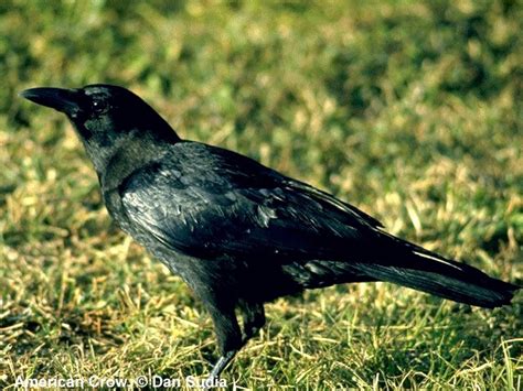 Do crows have their own language?   SiOWfa13: Science in ...