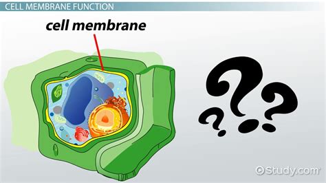 Do Plant Cells Have a Cell Membrane?   Video & Lesson ...