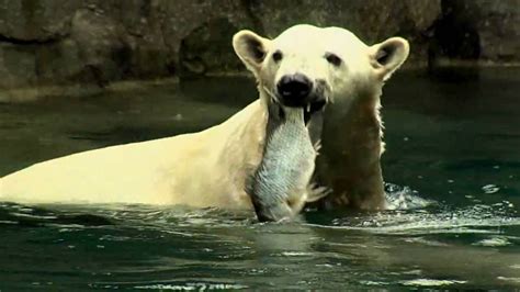 Do Polar Bears Eat Fish   Why do polar bears eat fish ...